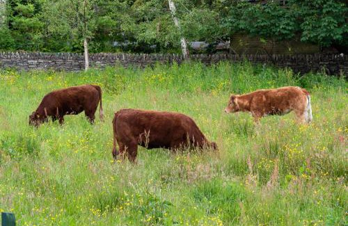 Kenmare Casa | Fado Cottage Kenmare