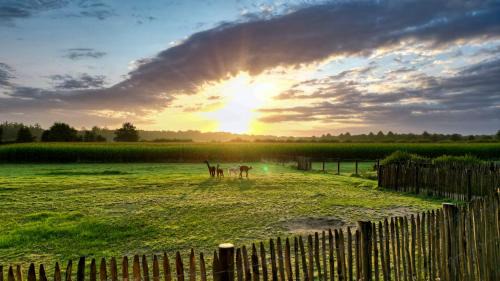 Rhedebrugge Apartamento | Ferienwohnung Alpakablick - inklusive gratis Alpaka Meet & Greet