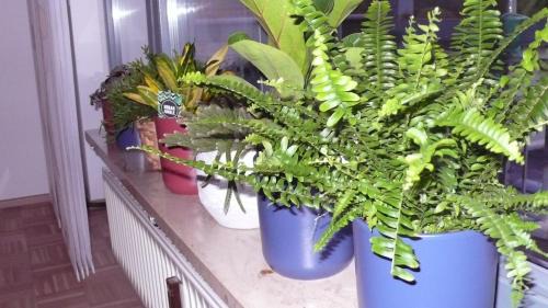 Altengronau Apartamento | Ferienwohnung in ehemaliger Bank