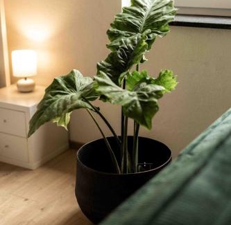 Grassau Apartamento | Ferienwohnung Siebenschläfer