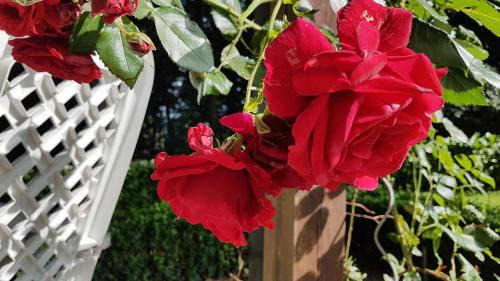 Tecklenburg Apartamento | Ferienwohnung "Tecklenburger Augenblicke"