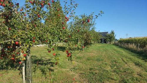 Ernee Cama Y Desayuno | Ferme fruitière zéro traitement
