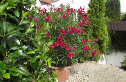 Speyer Apartamento | Feworeinhard