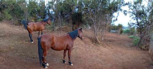 La Vera Casa | Finca Rural El Pajar santa Ursula
