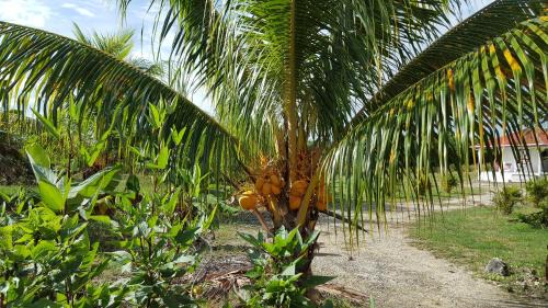 Saint-Louis Casa | "Fleur d'Hibiscus" Maison de charme au calme à Marie-Galante