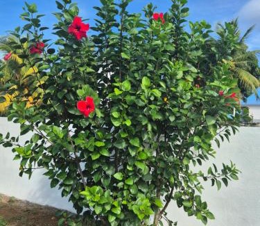 Saint-Louis Casa | "Fleur d'Hibiscus" Maison de charme au calme à Marie-Galante