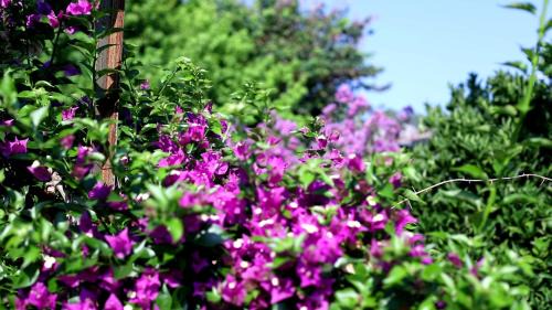 Cirali Casa | Flora Pansiyon Çıralı