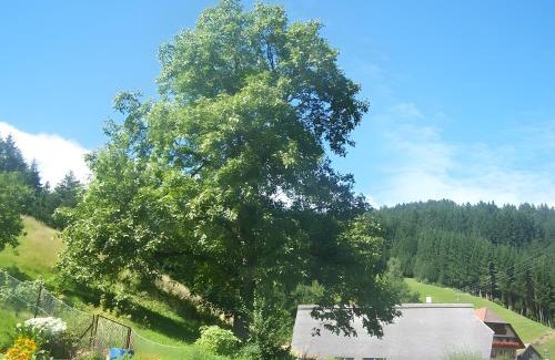 Bad Rippoldsau-Schapbach Apartamento | Gästehaus Brigitte Schoch