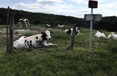 Saint-Merd-de-Lapleau Apartamento | Gîte de France Le rouzeyrol 3 épis - Gîte de France 12 personnes MAE-9674