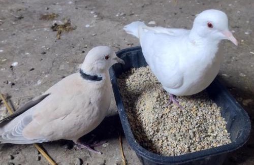 Saint-Bonnet-de-Four Casa | Gîte Jaune : Évasion Nature avec Animaux et Confort Inclus - FR-1-489-560