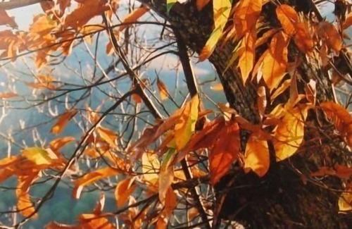 Cassagnas Cabaña | Casa rural (alquiler íntegro) La Cigale et La Fourmi para 4 personas