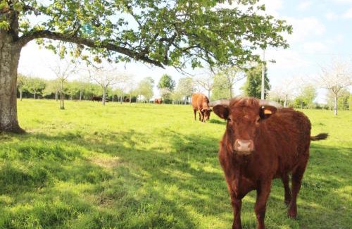 Champosoult Casa | Gîte Rénové avec Jardin Clôturé et WIFI en Normandie - FR-1-497-27