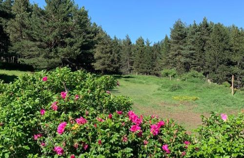 Les Angles Cama Y Desayuno | Gîte Ranch Le Serpolet
