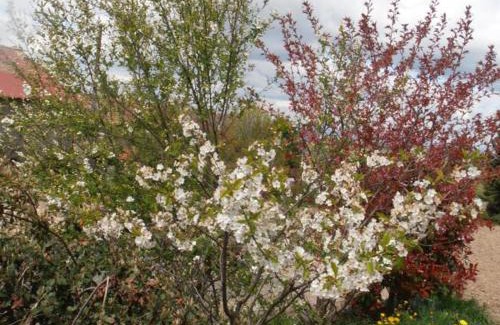 Fontanes Casa | Gîte spacieux avec jardin, terrasse, et parc proche du château - 6 pers., animaux acceptés - FR-1-496-102