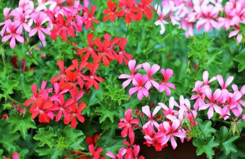 Rachtig Apartamento | Gaestehaus Kön - Fewo Farfalle