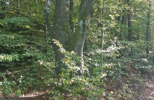 Falkenfels Casa | Gasthaus-Pension Hilmer