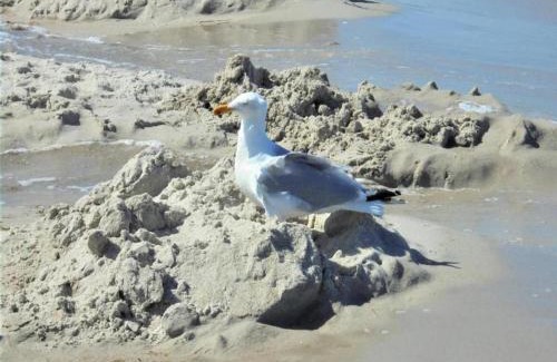 Am Salzhaff Casa | Gemütlicher Bungalow am Meer in Pepelow