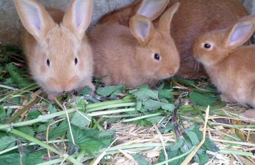 Criquetot-le-Mauconduit Casa | Casa rural Criquetot-le-Mauconduit, 2 dormitorios, 5 personas