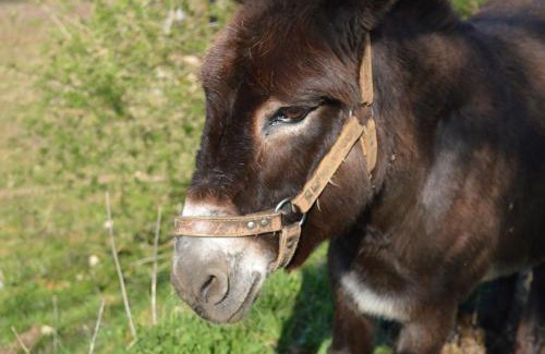 Jayac Casa | Gite La Grange - Proche Sarlat