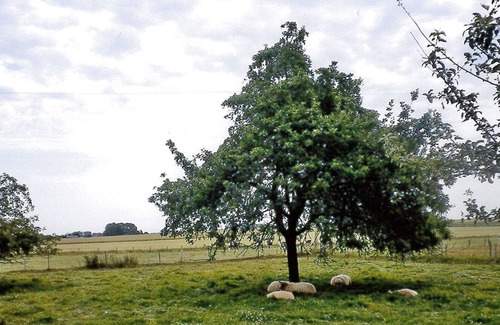 Lintot Casa | Casa rural Lintot, 3 dormitorios, 8 personas