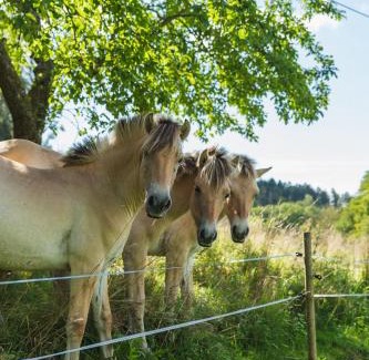 Rimbach Apartamento | Grünewaldhof in Rimbach im Odenwald