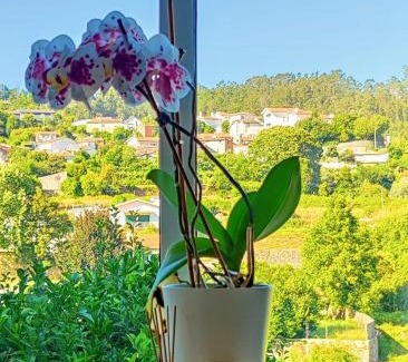 Pessegueiro do Vouga Apartamento | Grandma´s House