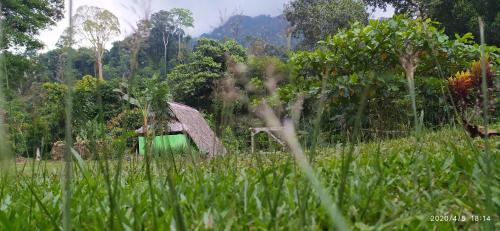Batang Serangan Hotel | Green Forest Tangkahan