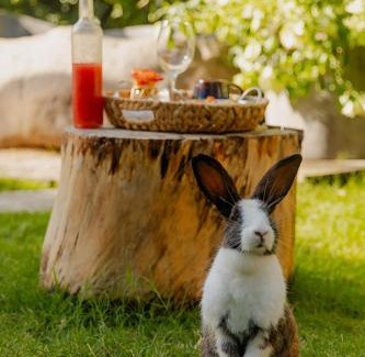 Sabaneta de Yasica Otro | Green Land Bubble Glamping