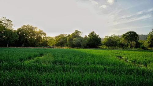 Hingurakgoda Hotel | Green Peak Lodge