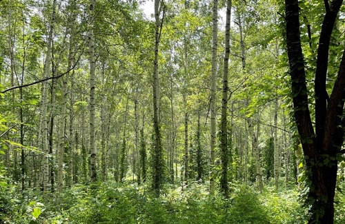 Asahikawa Cabaña | Green Season Multinight plan 2024712024831 / Kamikawa-gun Hokkaidō