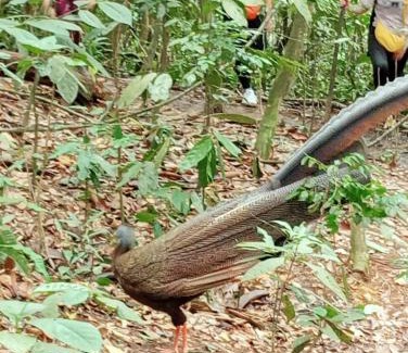 Bohorok Casa | Green View Guest House only treking with US