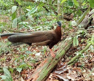 Bohorok Casa | Green View Guest House only treking with US