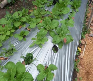 Pakem Casa | Guest House T