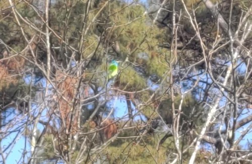 Shillong Casa | Hadeljo Heritidz