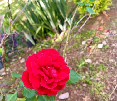 Marigot Apartamento | Happy-Nest (First floor)