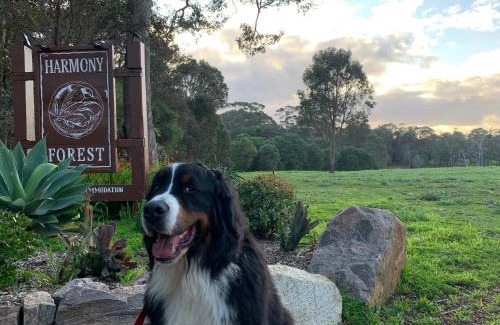 Forest Grove Complejo | Harmony Forest Cottages & Lake side Lodge