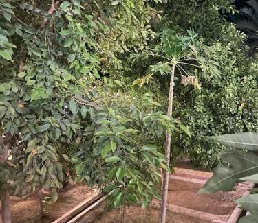 Hatta Casa | Hatta Orchard