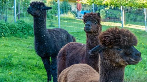 Bad Konig Casa | Haus Alpaka