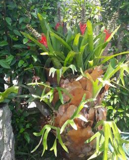Aracatuba Casa | Hibisco Rosa Aluguéis