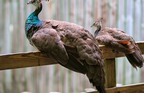 Duckpond Casa | El centro histórico Gainesville- pie de restaurantes, bares, y el Campus