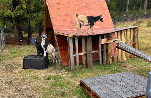 Port Orchard Apartamento | Hobby farm with goats and views of horses