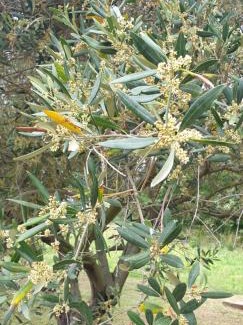 Privlaka Casa | Holiday Home Begonja