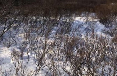 Blaskogabyggd Casa | Casa de vacaciones Geysir para 1 - 2 personas con 1 dormitorio - Casa de vacaciones