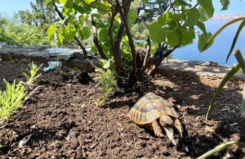 Vratarusa Villa | Holiday House Sea View