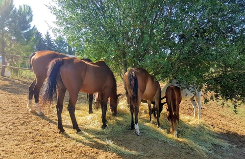 Bagnaia Chalet De Esquí | Homerez - Chalet a la montaña para 2 pers. con piscina compartida en Perugia