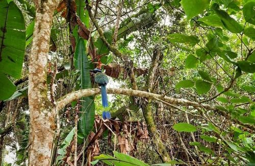 Salento Hostal | Hostal rural la montaña alquiyapura