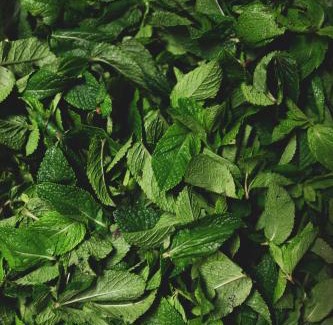 Centrum Hotel | Hotel Bazar