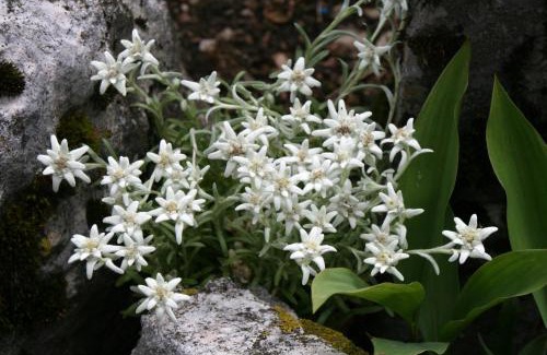 Lullin Hotel | Hotel de l'Union