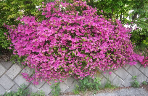 Matsumoto Hotel | Hotel Gute Welle