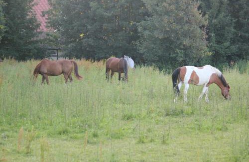 Preussisch Oldendorf Hotel | Hotel Pension Haus Stork